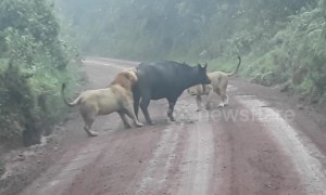 Dramatic battle between buffalo and pride of lions in Tanzania
