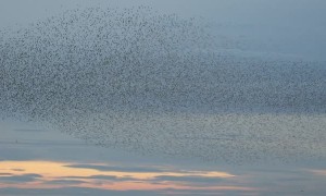 Spectacular High Tide Bird Show