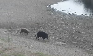 Boars on the Beach