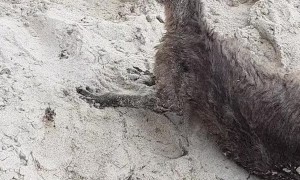 Police Rescue Confused Kangaroo from Beach