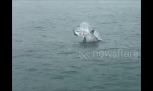 Great white shark breaches with seal in its jaws