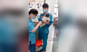 Pug screams hysterically at receiving manicure