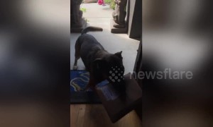 This dog loves fetching the mail