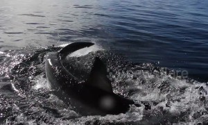 Cameraman gets splashed by great white shark
