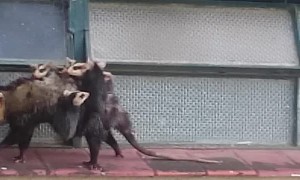 Strong Mother Opossum Carries Babies on Back
