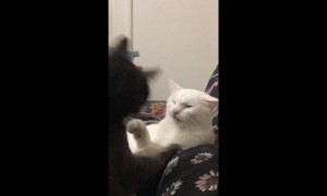 Cats engage in adorable silent slapping match