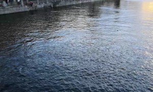 Owner and Dog Rescued from Icy River