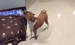 Great Basenji Yodel