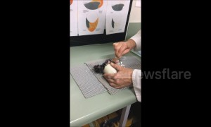 Vets perform emergency 'Caesarean' to help hatch tiny Kiwi chick