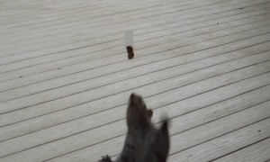 Squirrel Trying to get Food is Hilarious