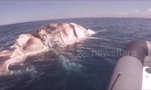 Diver films tiger sharks and great whites feasting on whale carcass off the coast of Australia