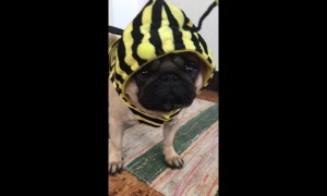 Pug has bee-utiful new costume