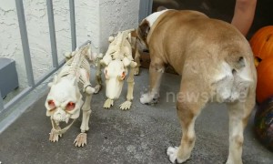 Bulldog tries to befriend skeleton dogs in spirit of Halloween