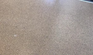 Brown Snake Removed from University Classroom