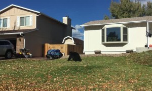 Black Bear Strolls Through Neighbourhood