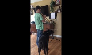 This puppy adores his owner's trumpet playing