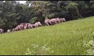Gang of 100 elephants raid Indian village looking for food