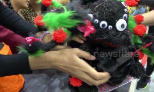 Cute dogs dress up for Halloween