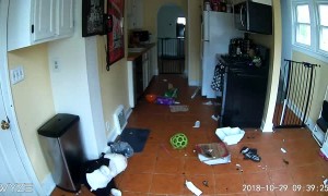 My Dog Almost Burned My House Down