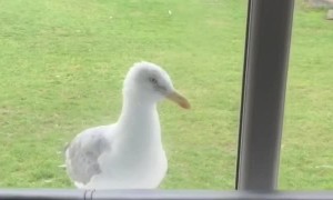 Seagull Knocks on Front Door