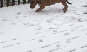 Pitbull Puppy Plays in Snow for First Time