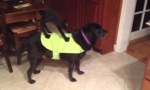 Dog shows off hilarious Halloween costume