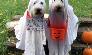 Doodle Duo Trick-Or-Treating