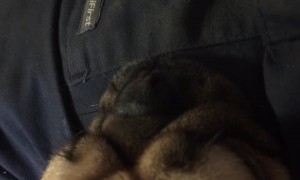 Listen to this Pug's CRAZY Snore