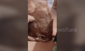 Cat gets sat on by drop