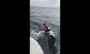 Fisherman leaps onto massive whale in epic 3-hour rescue mission off California coast