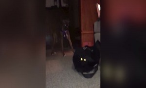 Funny Dog Lets Cat out of the Bag!