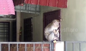 Touching moment wild monkey grooms tiny kitten