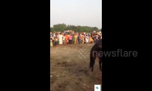 Horse loses control and tramples over crowd of spectators