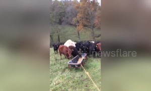 Kentucky farmer has ingenious way to round up his cows