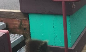 Porcupine Bounced From Bar