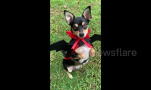 Cute Miniature Pinscher dog rocks vampire Halloween costume