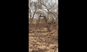 Leopard takes down baby antelope in lightning-fast attack in South Africa