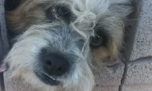 Puppy Pretends to Be Stuck for Attention