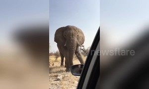 Tourists in terror as angry African elephant charges their car in Namibia
