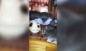 Kitty has Fancy Footwork Around Drinking Glass