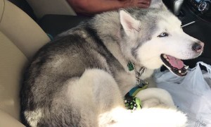 Stubborn Husky refuses to give up the front seat
