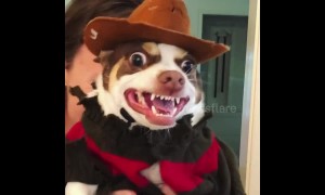 Why are you screaming? Chihuahua makes incredible Freddy Krueger