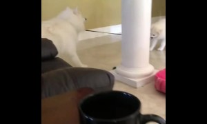 Puppy pulls dog on leash