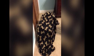 Funny Boy Pranks Mom – Epic LOL!