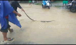 Indonesian locals evacuate 3 metres snake during heavy flooding