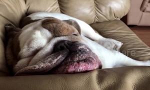 Let sleeping dogs lie: Snoring English Bulldog refuses to wake up