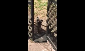 Frustrated pug just can't fit stick through door