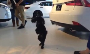 Dog prefers walking on two legs like a human