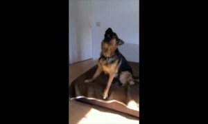 German Shepherd sings along to owner's harmonica