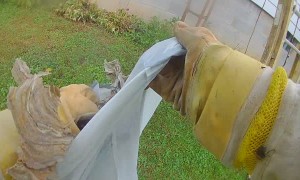 Intense Four Foot Tall Hornet Nest